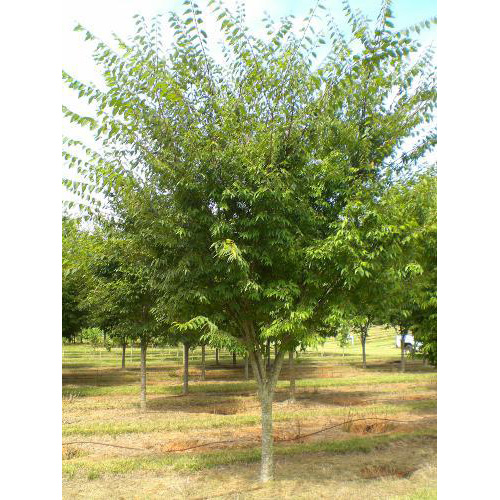 Hartland Farms Inc. Zelkova, 'Village Green' Zelkova serrata